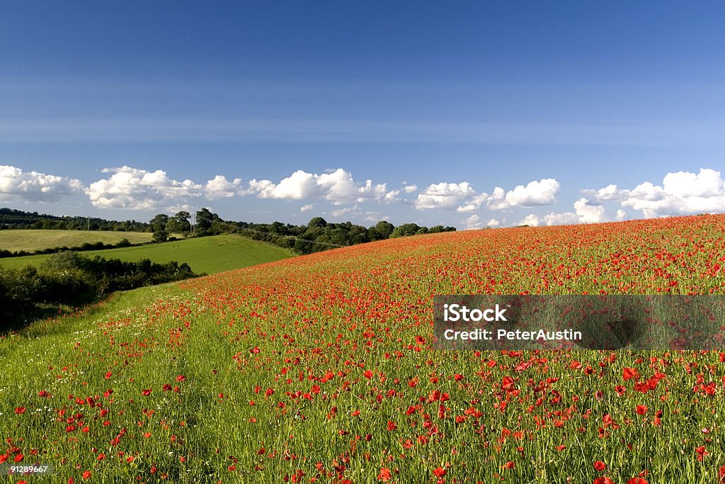 Campo di papaveri in inglese - Foto stock royalty-free di Ambientazione esterna