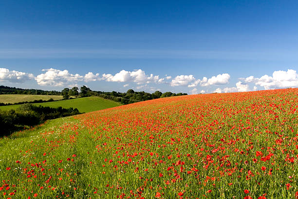 istock English Poppy Field 91289667