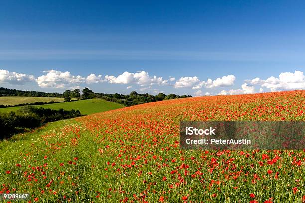 Papoila Campo Inglês - Fotografias de stock e mais imagens de Ao Ar Livre - Ao Ar Livre, Azul, Cena Rural