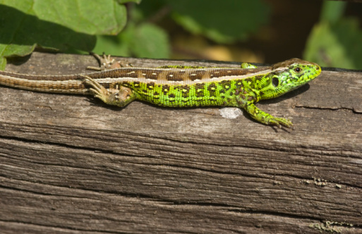 Adult Animals up to 9cm. Ground Color Brown with Stripes and Spots on the Back. The Males have a green Pattern on the Flanks.