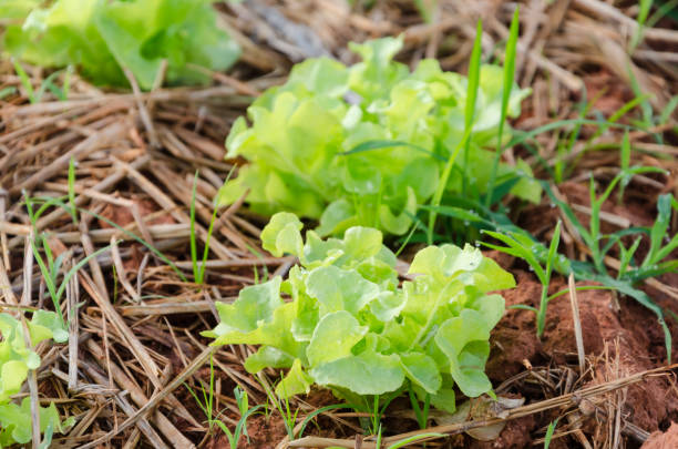 istock Green lettuce salad in vegetable farm 912898252