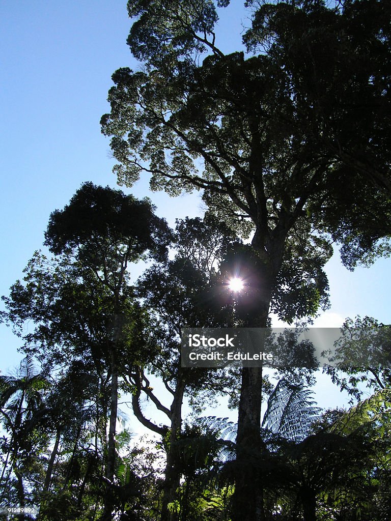 Atlantic Foresta pluviale - Foto stock royalty-free di Albero