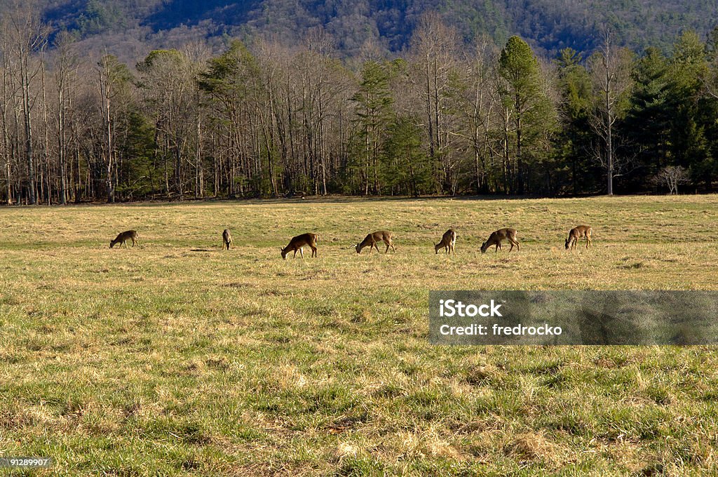 Deer comendo grama no campo - Foto de stock de Animal royalty-free