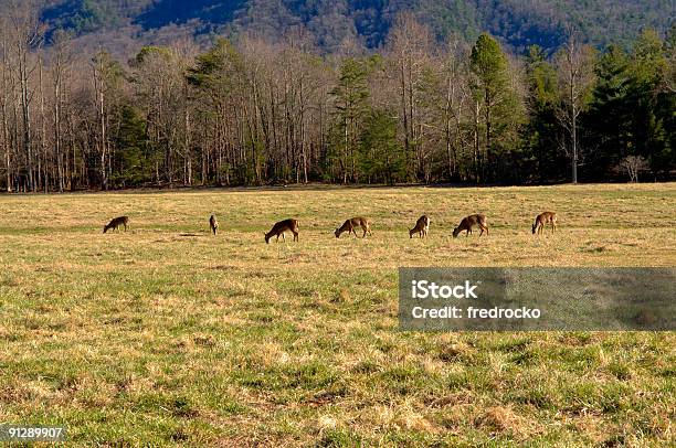 Foto de Deer Comendo Grama No Campo e mais fotos de stock de Animal - Animal, Animal selvagem, Beleza natural - Natureza