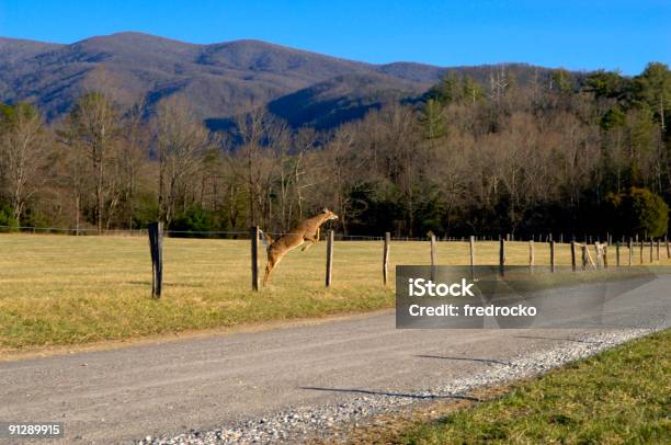 Deer - Fotografie stock e altre immagini di Agilità - Agilità, Ambientazione esterna, Ambientazione tranquilla