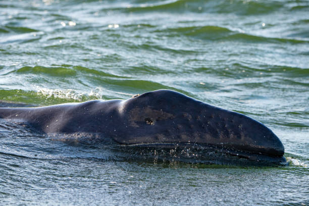 istock grey whale baby with dangered eye 912899458