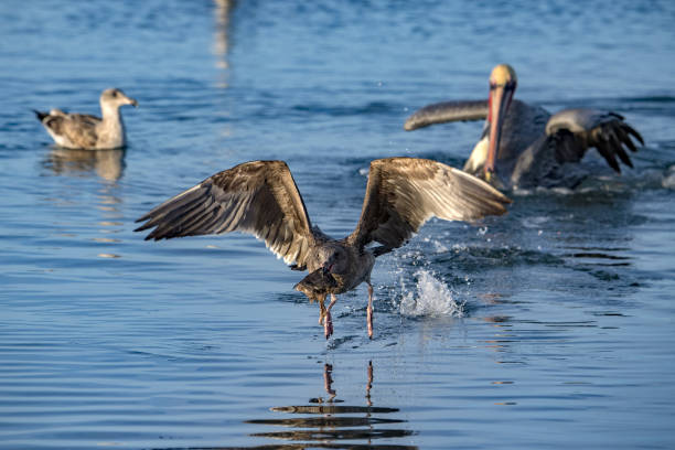istock Seagull catching fish on crystal water 912899770