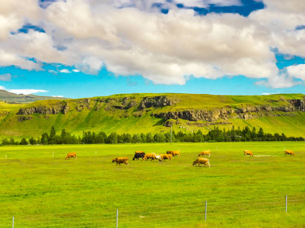 Herd of dairy cows grazing in the pasture Herd of dairy cows grazing in the pasture in summer season Iceland mountain famous place livestock herd stock pictures, royalty-free photos & images