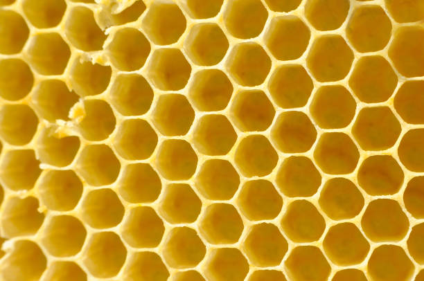 istock Honeycomb from a bee hive filled 912900160