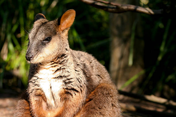 Wallaby sitting in the afternoon sun stock photo