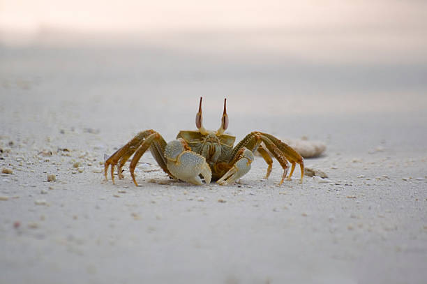 istock Ghost Crab - Ocypode ceratophthalmus 91290250