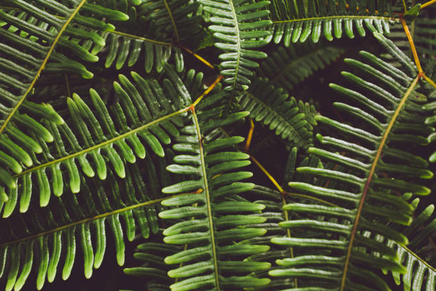 istock green leaf background. Background with dark green tropical leaves. 912903236