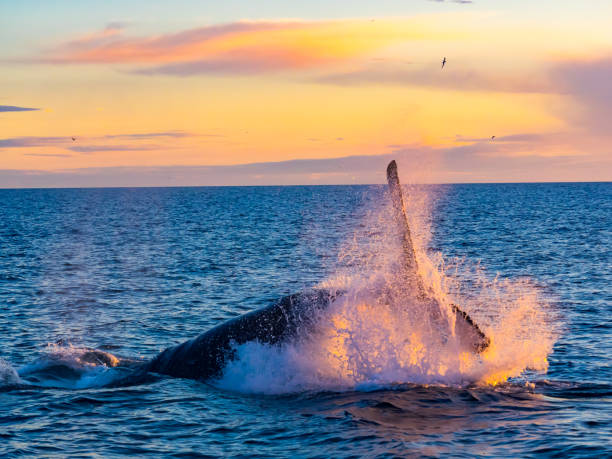 Humpback Whale breaching out of water in the morning light Humpback Whale breaching out of water in the morning light in Iceland iceland whale stock pictures, royalty-free photos & images