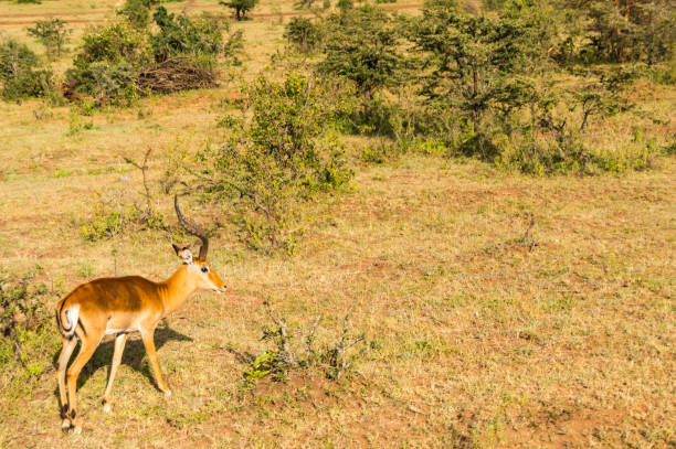 istock Impalas grazing in Maasai Mara Park in North West Kenya 912904052