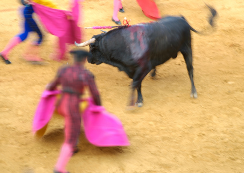 Tordesillas, Castilla y León-Spain, September 13, 2022; In Tordesillas-Spain fighting bulls running through the countryside. Spanish popular festival, bullfighting bulls race, is led by a crowd of horsemen from the field to the streets of the village.