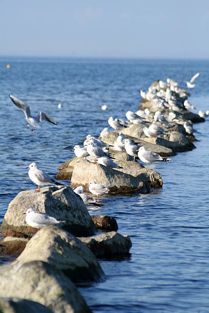 seagulls stock photo