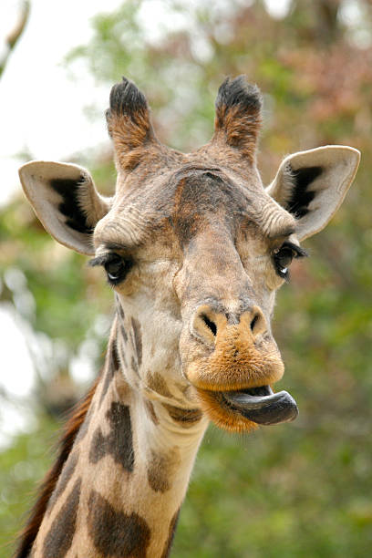 istock Funny Giraffe With Tongue Out 91290579