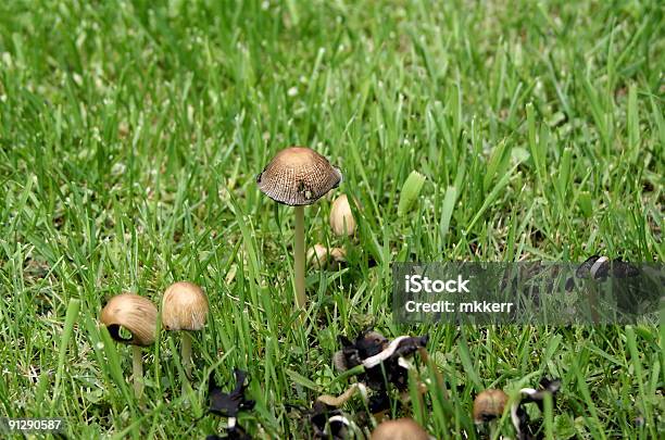 버섯 정원 0명에 대한 스톡 사진 및 기타 이미지 - 0명, 균류, 매니토바