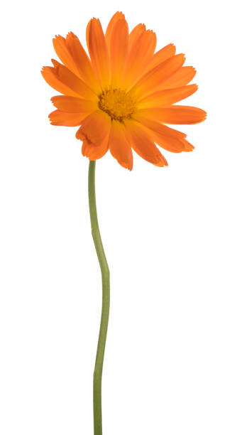 flower isolated on white Studio Shot of Orange Colored Calendula Flower Isolated on White Background. Large Depth of Field (DOF). Macro. pot marigold stock pictures, royalty-free photos & images