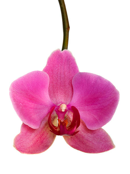 Purple orchid stock photo