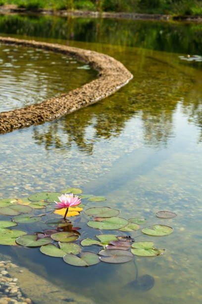 istock Plants used at natural swimming pond for purifying water 912907228