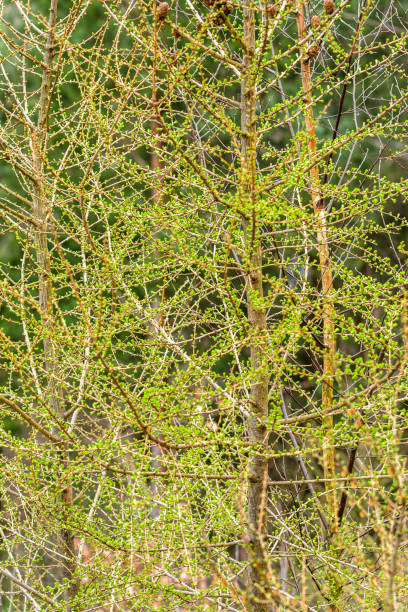 istock Background of green spring tree, branch of larch with neddles 912908018