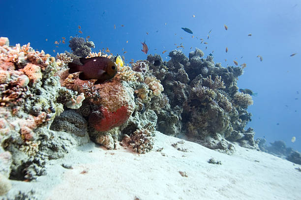 coral reef stock photo