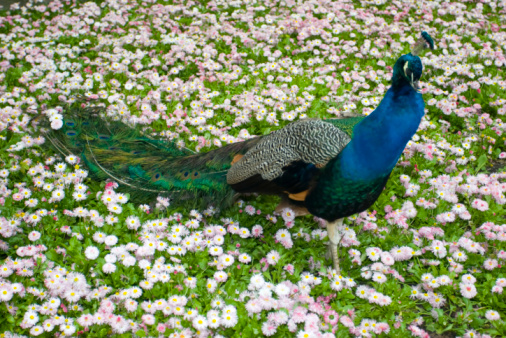 A tame albino peacock and a normal peacock stroll through the grass in a park