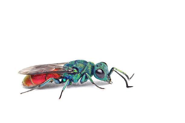 Color fly