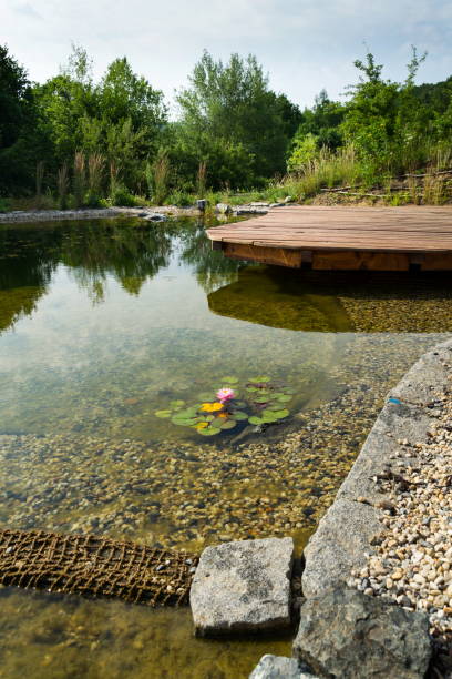 istock Plants used at natural swimming pond for purifying water 912909568