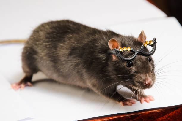 istock funny gray rat in small glasses 912910104
