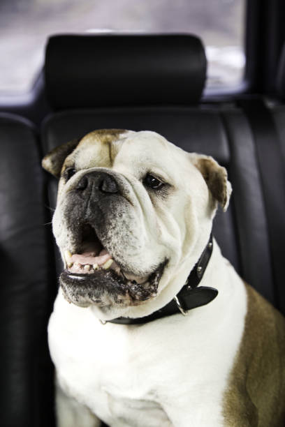 istock Bull dog in park 912910140
