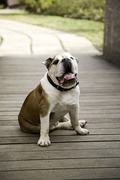 istock Bull dog in park 912910180