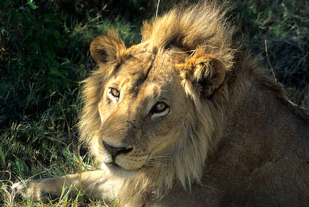 istock Male lion resting, head 91291228