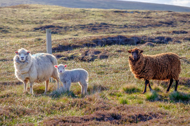 sheep w: hermaness national nature reserve, unst, shetland islands, scotland - shetland islands zdjęcia i obrazy z banku zdjęć