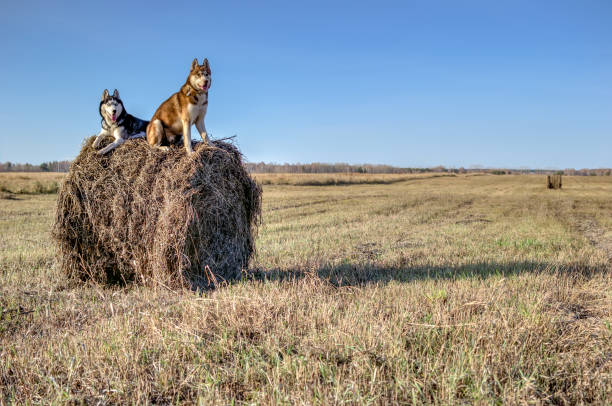 Concept dog walking. Siberian husky sit on haystack in harvested farm field. Husky dogs black-white and red color climbed onto stack dry hay against background blue sky on clear sunny day. Concept dog walking. Siberian husky sit on haystack in harvested farm field. Husky dogs black-white and red color climbed onto stack dry hay against the background blue sky on clear sunny day. Horizontal photo. university of missouri columbia stock pictures, royalty-free photos & images
