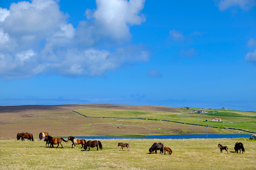 Group of Shetland ponies, a breed of pony originating in the Shetland Islands, Scotland.