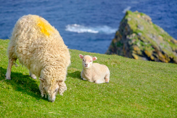 istock Sheep and lamb on the cliffs at the Hermaness National Nature Reserve, a dramatic cliff-top setting of Unst, Shetland Islands, Scotland. 912914624