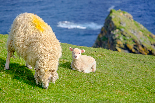 Sheep and lamb on the cliffs at the Hermaness National Nature Reserve, a dramatic cliff-top setting of Unst, Shetland Islands, Scotland.