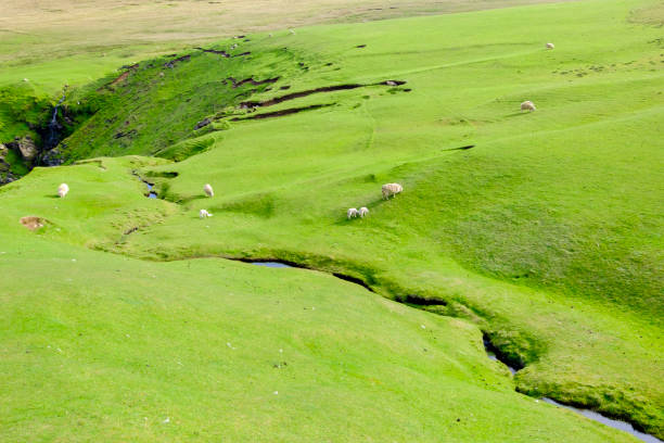 Sheep on the cliffs at the Hermaness National Nature Reserve, a dramatic cliff-top setting of Unst, Shetland Islands, Scotland.