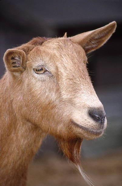 Goat Head stock photo
