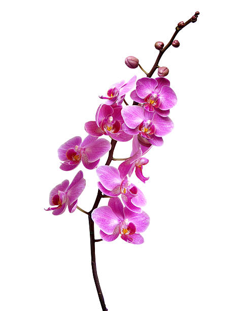 istock Purple orchid in bloom 91291565