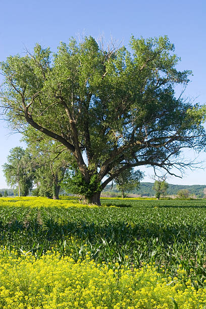 cornfield - nebraska landscape midwest usa landscaped stock-fotos und bilder