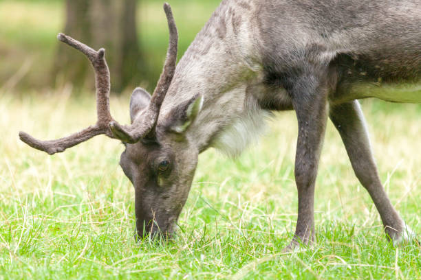 istock reindeer search for food on a meadow 912919304