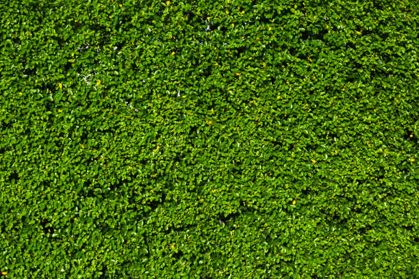 Nature green leaf background and textured, Leaves wall for backdrop