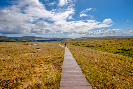 Hiker in the vast prairie that leads to the impressive cliffs of the Hermaness National Nature Reserve, the Britain's most northerly point located on Unst, Shetland Islands, Scotland.