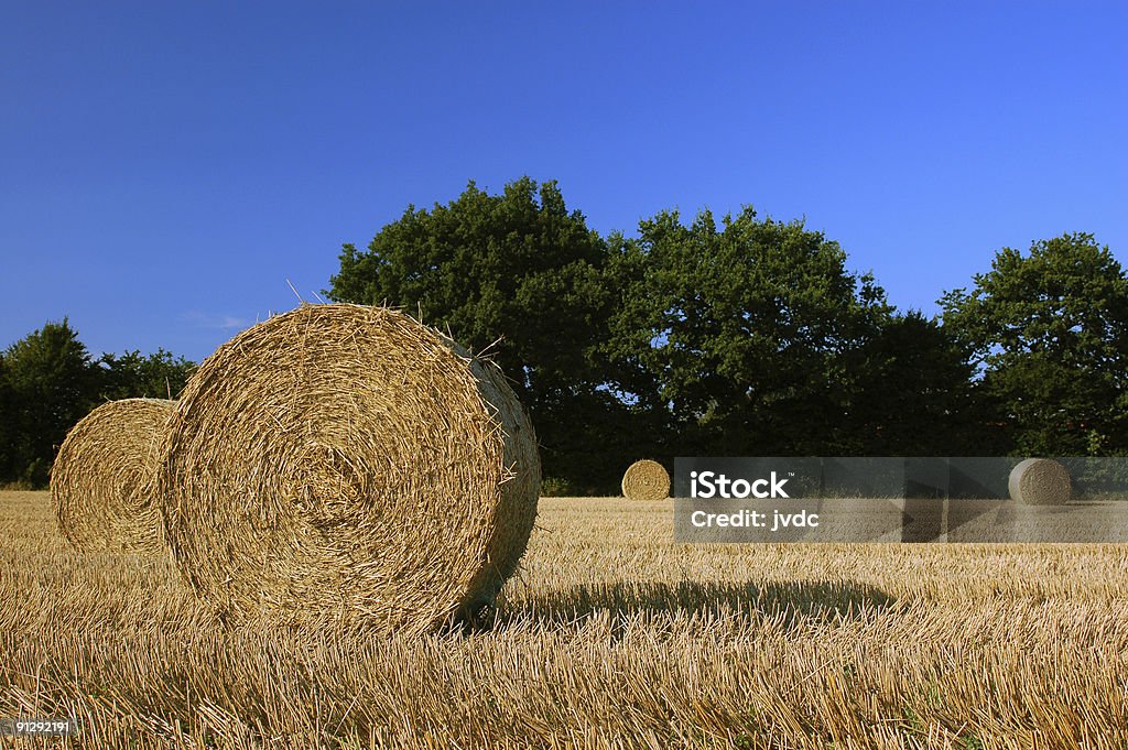 Hay Bales in Holstein  Schleswig-Holstein Stock Photo