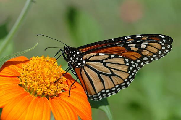 Monarch Butterfly Feeding stock photo
