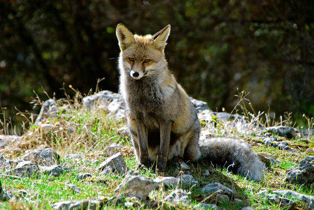 istock Common fox, in the Sierras de Cazorla, Segura and Las Villas. 912922700