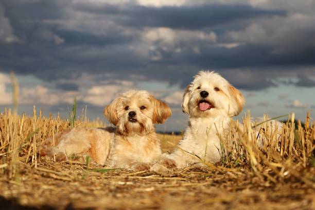 istock small dogs in the stopper field 912923134